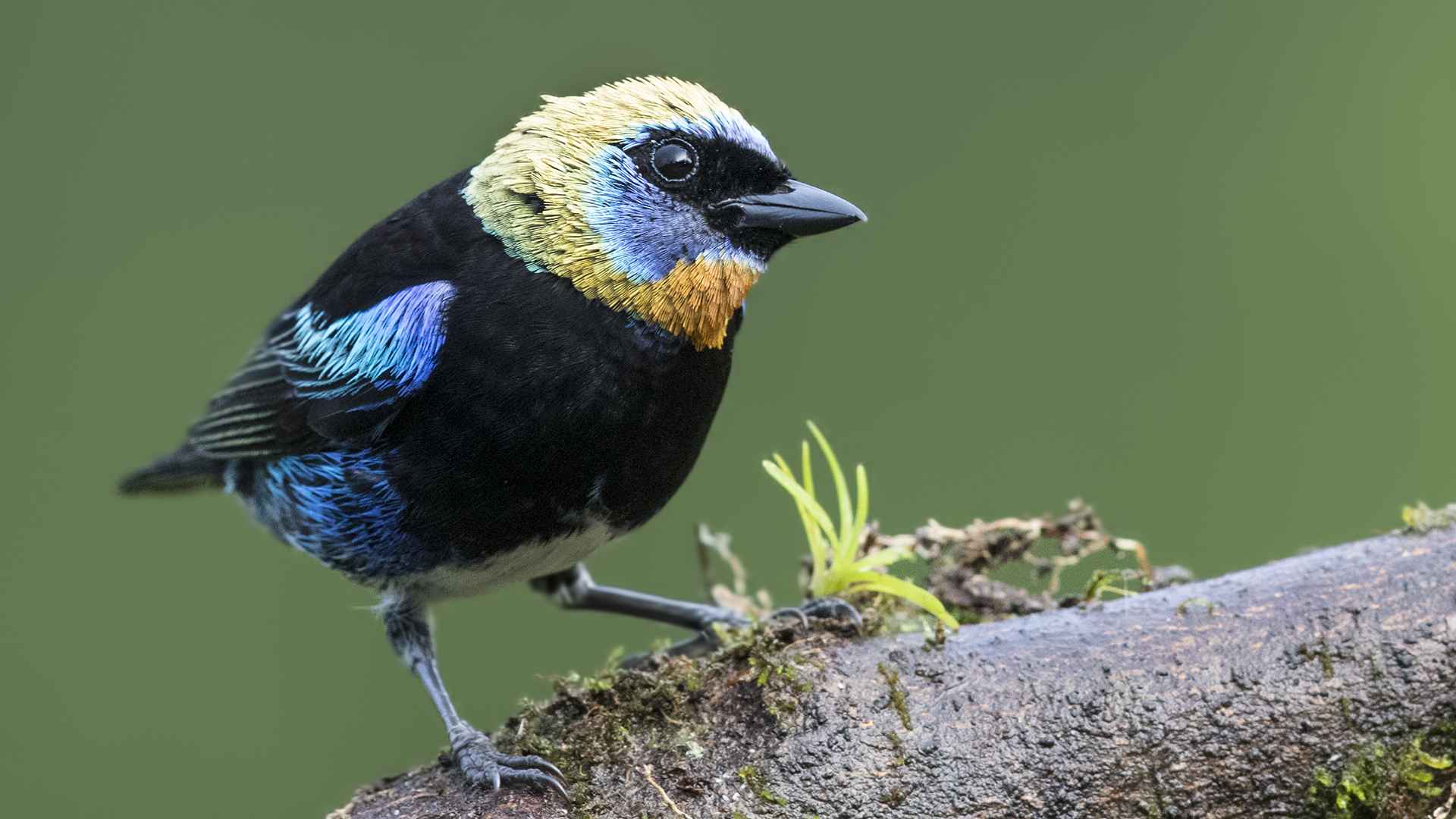 Golden-hooded Tanager